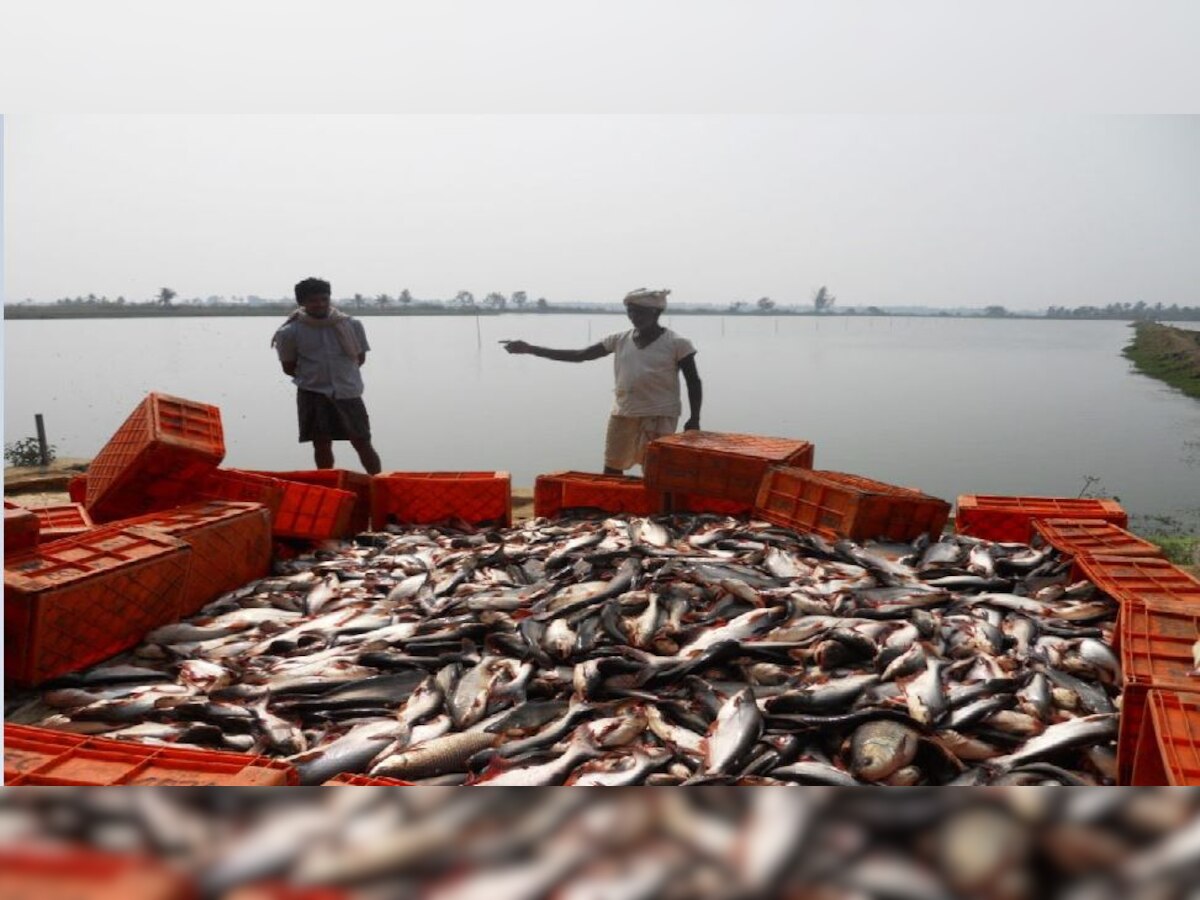 मछली उत्पादन में देशभर में चौथे स्थान पर पहुंचा बिहार, मछुआरों के लिए 317 योजनाएं की जाएंगी शुरू.