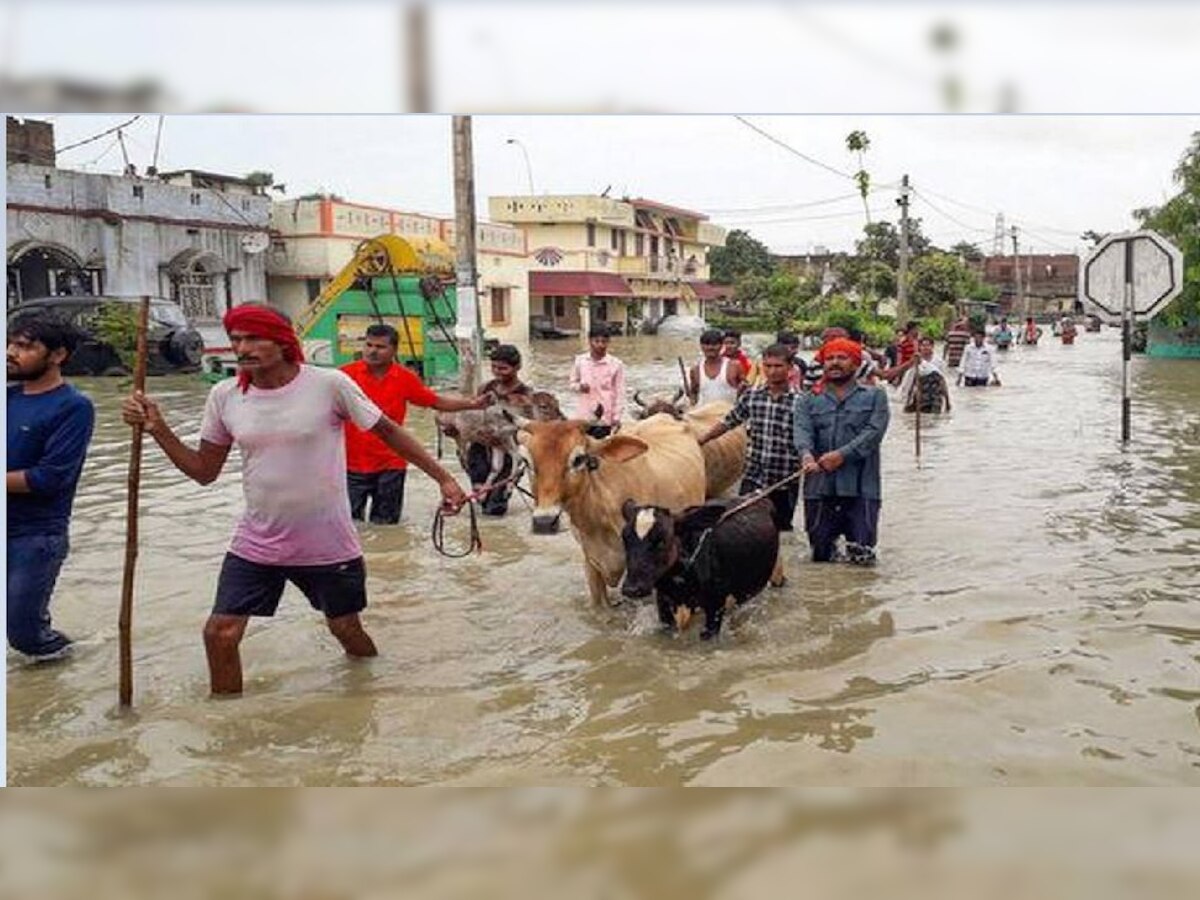 बिहार: बाढ़ के पानी के साथ-साथ 'बेजुबानों' का बढ़ता गया मर्ज, चारे पर भी आफत.