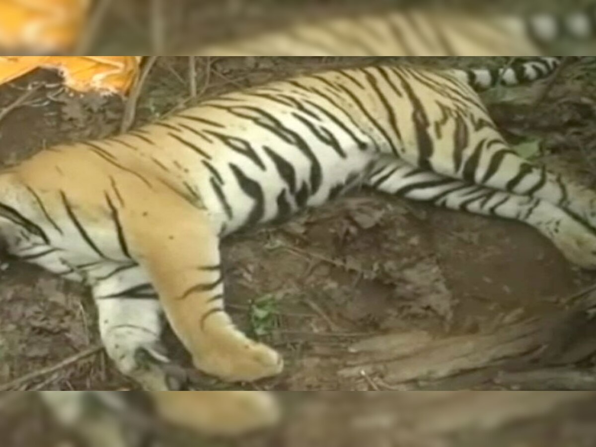 डेढ़ महीने में पन्ना में बाघ की ये तीसरी मौत