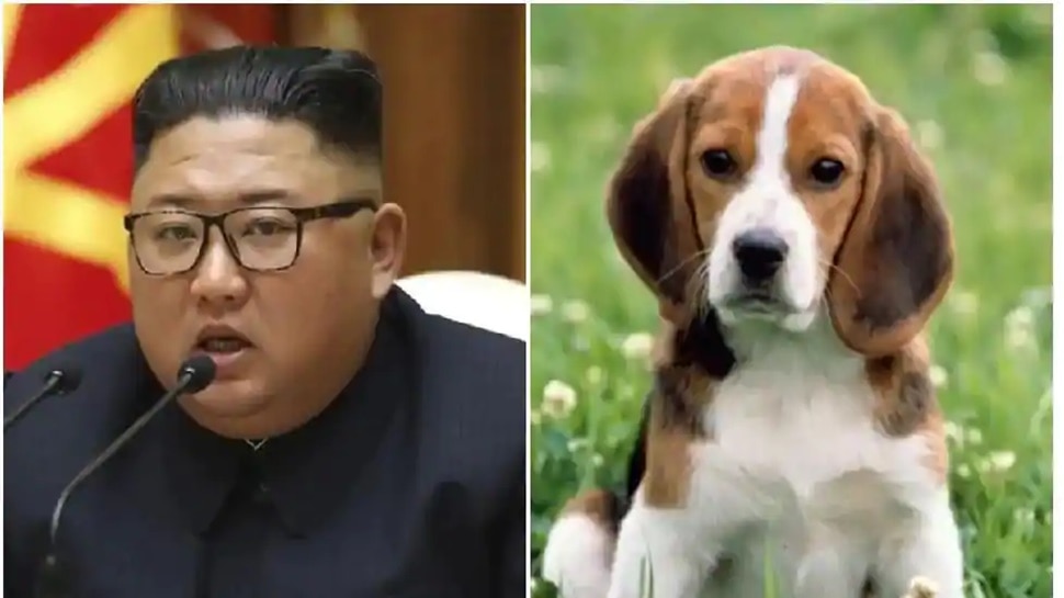Amid food shortage, North Korea's Kim Jong Un orders citizens to give up dogs for meat कोरोना