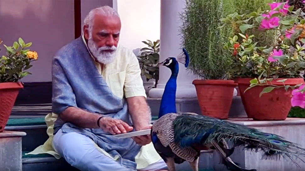 पीएम नरेंद्र मोदी का कुदरत के साथ प्यार, मोर को खिलाया दाना, Video पीएम नरेंद्र मोदी का कुदरत के साथ प्यार, मोर को खिलाया दाना, Video