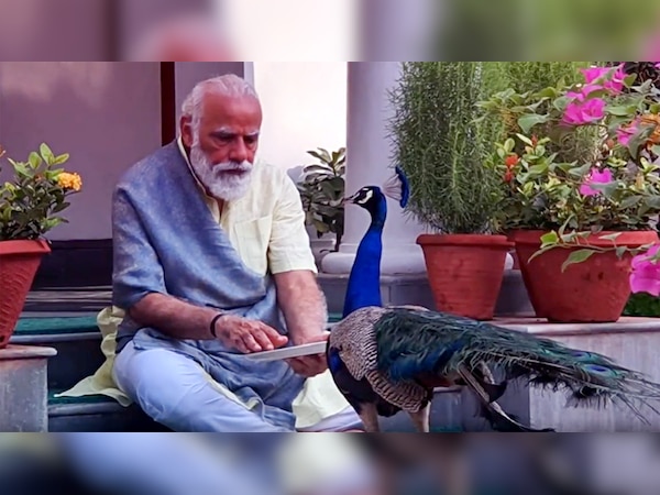 पीएम नरेंद्र मोदी का कुदरत के साथ प्यार, मोर को खिलाया दाना, Video