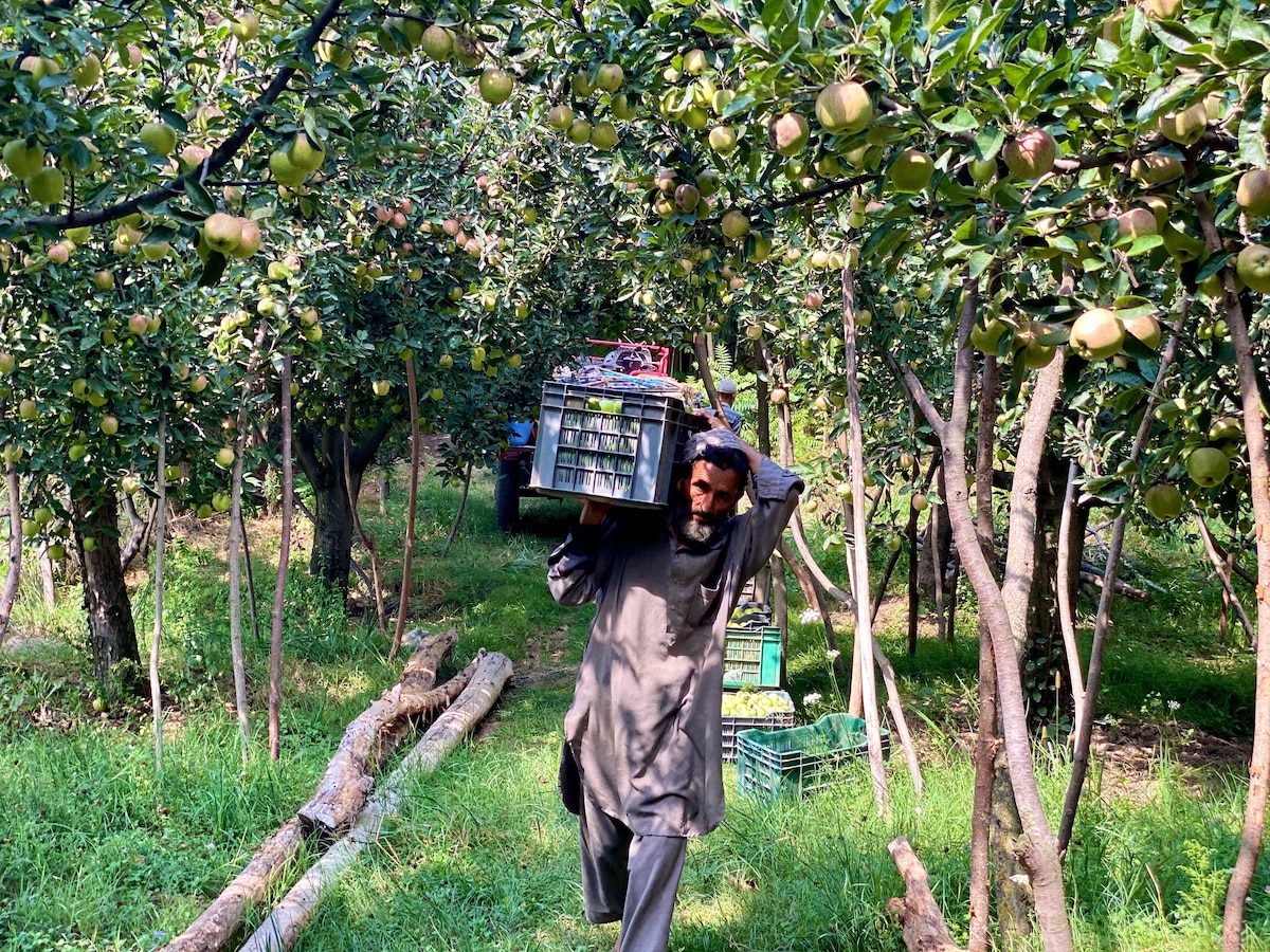 कश्मीरी सेब (File Photo)