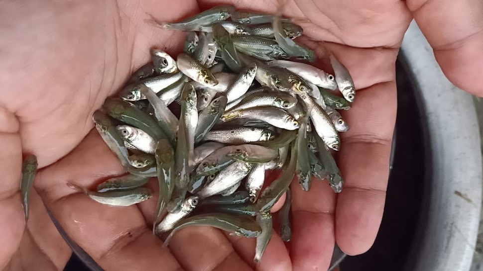 50 Percent Decrease In Fish Seed Production This Was The Major Reason 