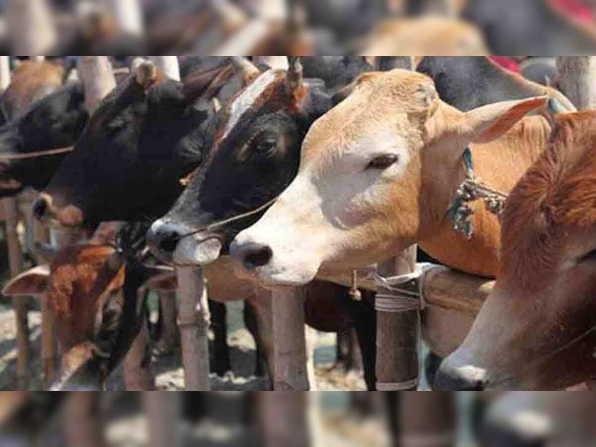 गौशाला में एक साथ 19 पशुओं की मृत्यु, मौत के कारणों पर रहस्य कायम