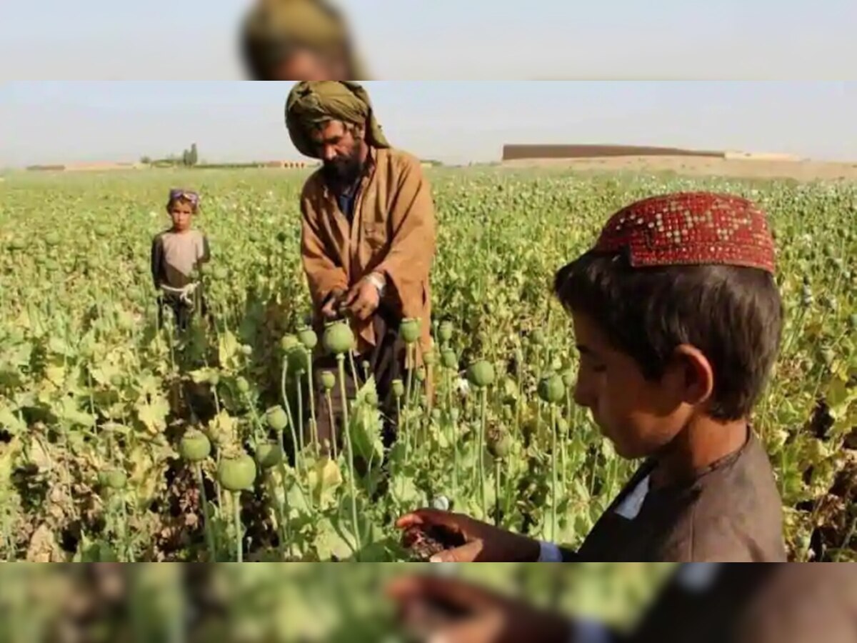 अफीम की खेती करने को मजबूर हुए अफगानिस्तान के बच्चे, जानिए वजह