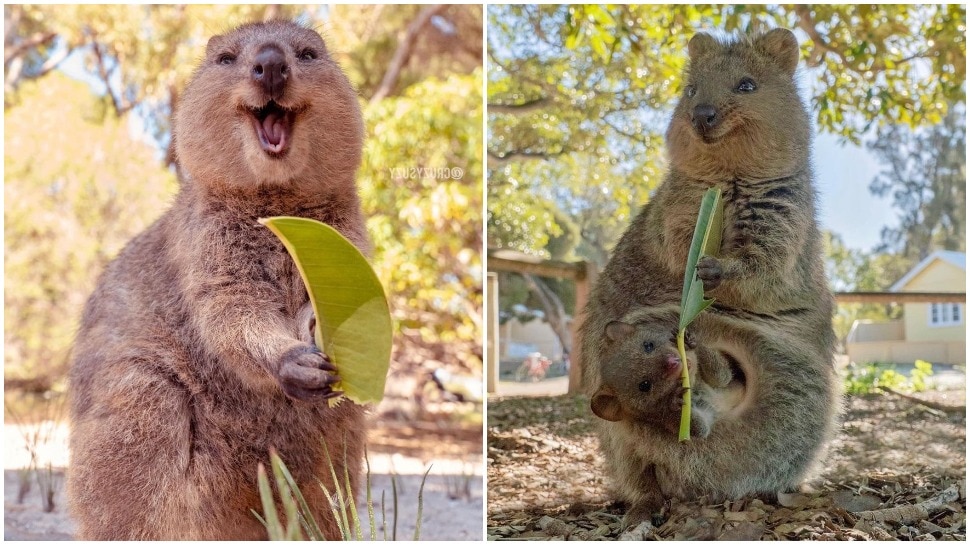 australian quokka are known as the happiest animals | मिलिए दुनिया में सबसे ज्यादा खुश रहने वाले जानवर से, मुस्कान ऐसी कि मन मोह ले | Hindi News, जरा हटके australian quokka are known as the happiest animals | मिलिए दुनिया में सबसे ज्यादा खुश रहने वाले जानवर से, मुस्कान ऐसी कि मन मोह ले | Hindi News, जरा हटके