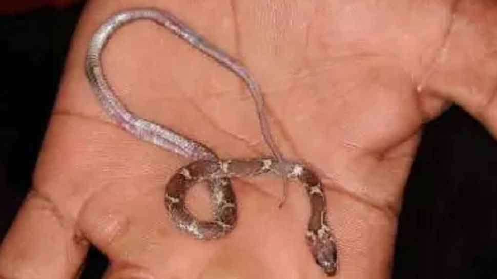बच्चे ने घर के आंगन में सांप को निगला, मां ने देखा और फिर...
