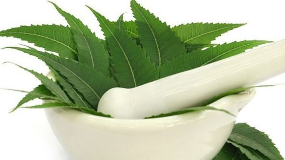 नीम के पत्ते Leaves of the Neem tree