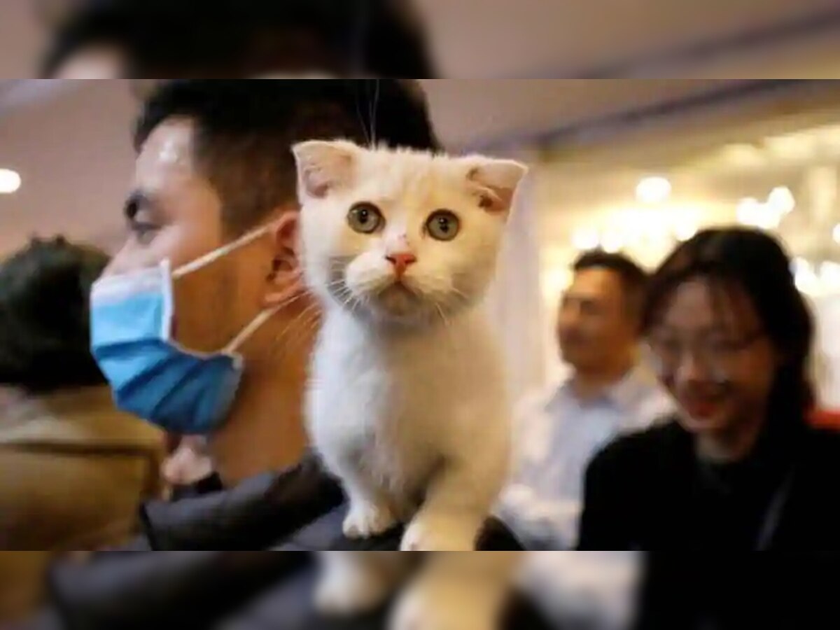 इस कंपनी ने जानवरों के लिए बनाई कोरोना वैक्सीन, बिल्लियों पर होगा ट्रायल