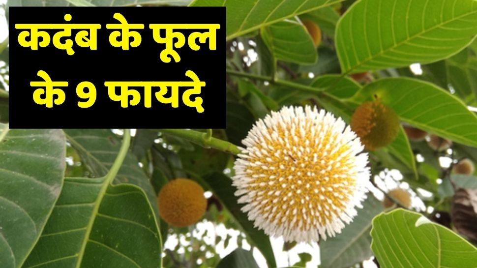 these-are-9-benefits-of-kadamb-flowers-and-trees-kadamba-benefits