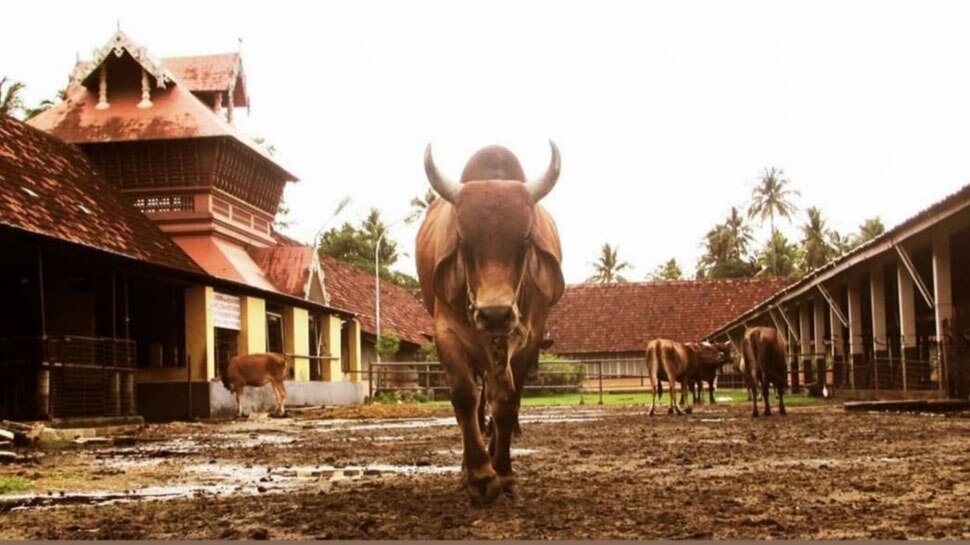 गौशाला की सुंदर तस्वीर