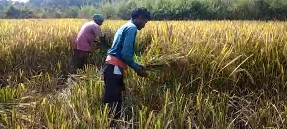 ଚାଷୀଙ୍କ ପାଇଁ ନାହିଁ ୱେର ହାଉସ ବ୍ୟବସ୍ଥା ଚାଷୀଙ୍କ ପାଇଁ ନାହିଁ ୱେର ହାଉସ ବ୍ୟବସ୍ଥା