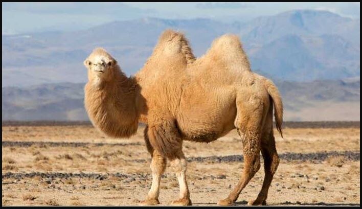 Lac Will Be Patrolled By Two Hump Camels 50 Camels Will Be Included Lac पर भ रत य स न क मदद म अब ब क ट र यन ऊ ट त न त Hindi News र ष ट र