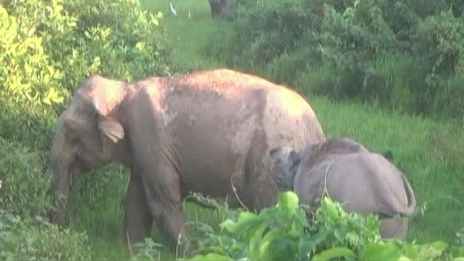 असम: जंगली हाथियों ने तबाह किए घर और फसलें, लोगों ने बताई इंतेज़ामिया की कमी