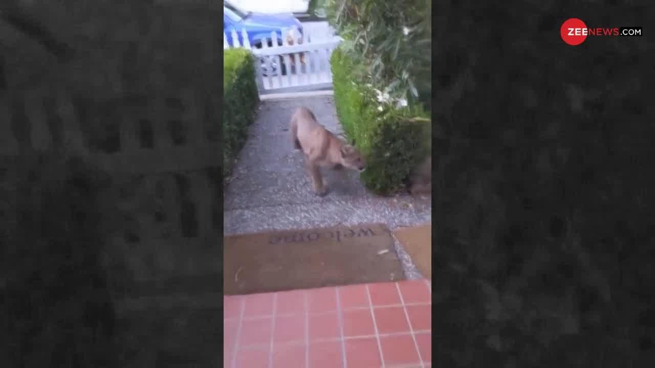 mountain lion in hindi mountain lion in hindi