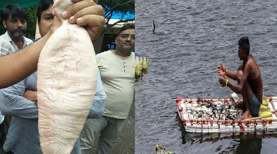 Andhra Pradesh: मछुआरे के जाल में ये दुर्लभ मछली, रातों रात हो गया मालामाल