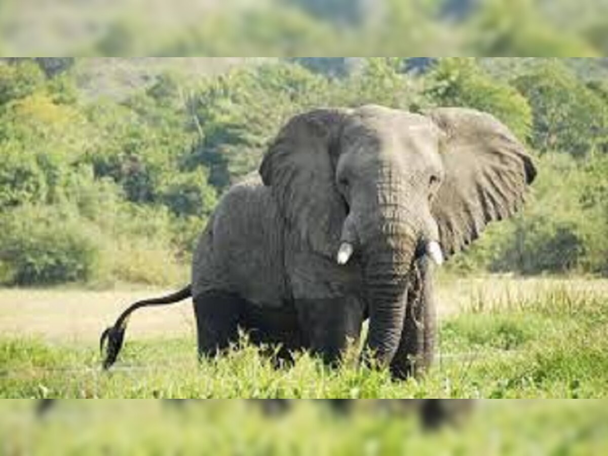 झारखंड में हाथी के रौंदने से शख्स की मौत. (प्रतीकात्मक तस्वीर)