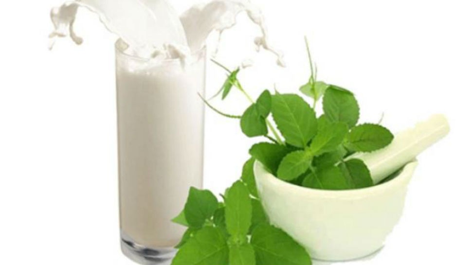 health benefits of tulsi leaves with milk | माइग्रेन से लेकर डिप्रेशन तक  में असरदार है तुलसी के पत्ते, बस इस तरह से करें दूध के साथ सेवन | Hindi  News, सेहत