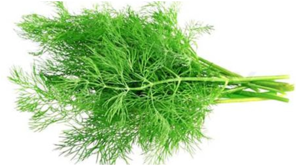 amazing benefits of soya dill leaves and how to store them सेहतमंद सोआ का स्वाद और सुगंध