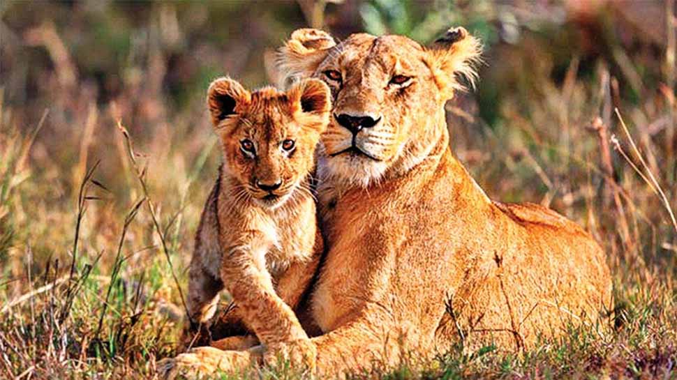 Viral Video Of Guard Of Gir National Park Seeks Help From Lion Know How The Lion Responds Video ग र न शनल प र क क ग र ड न म ग श र स मदद ज न फ र ज गल