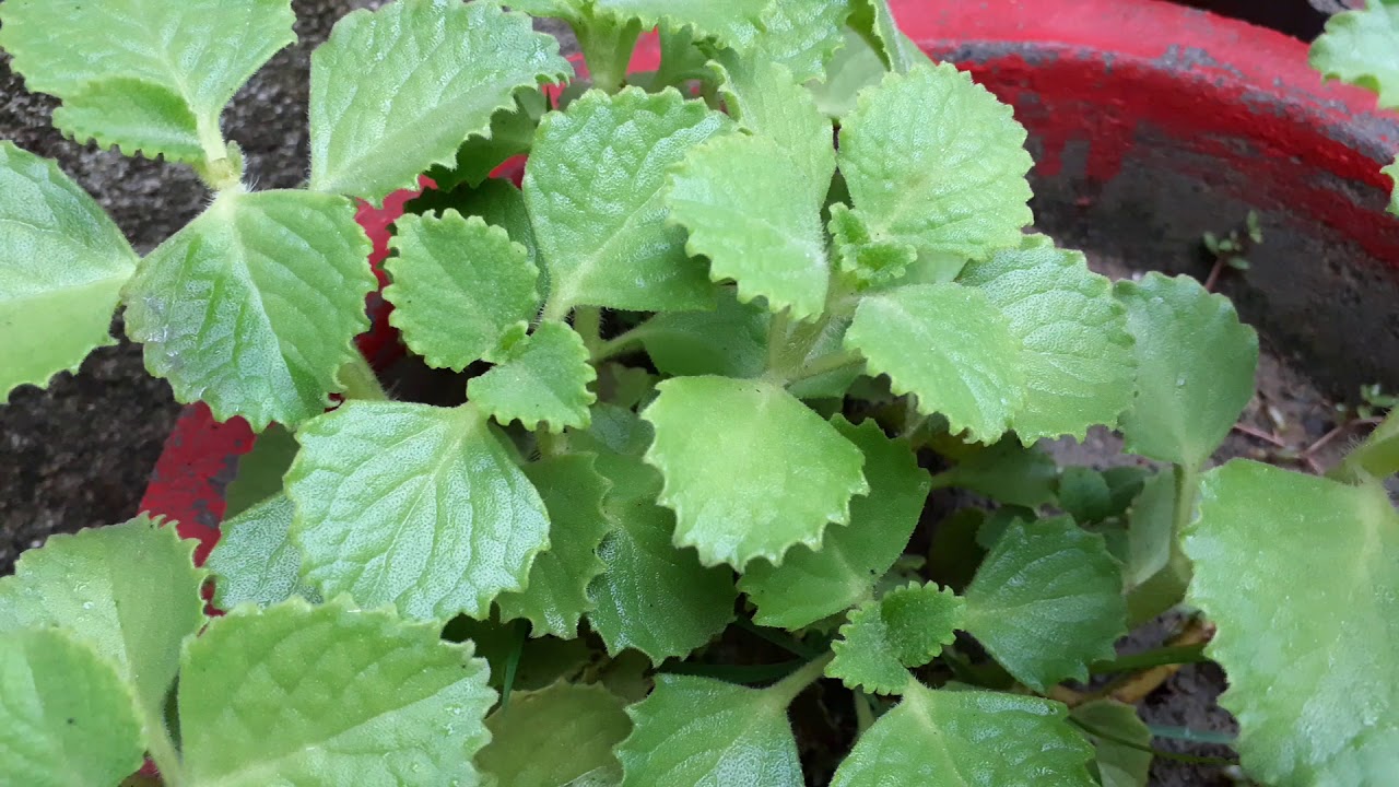 Zee Special videos Medicinal properties in celery leaves, more