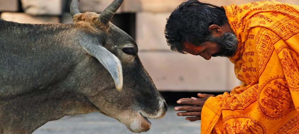 Cows prefer live communication with humans | ମଣିଷ ସହ ସମ୍ପର୍କ ରଖିବାକୁ ଭଲ