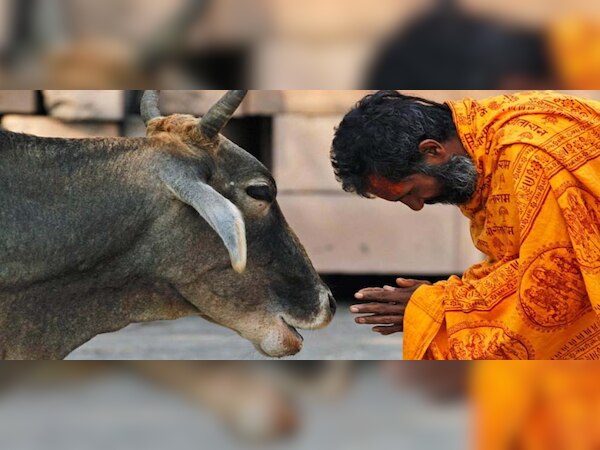 ମଣିଷ ସହ ସମ୍ପର୍କ ରଖିବାକୁ ଭଲ ପାଆନ୍ତି ଗାଈ: ଅଧ୍ୟୟନ