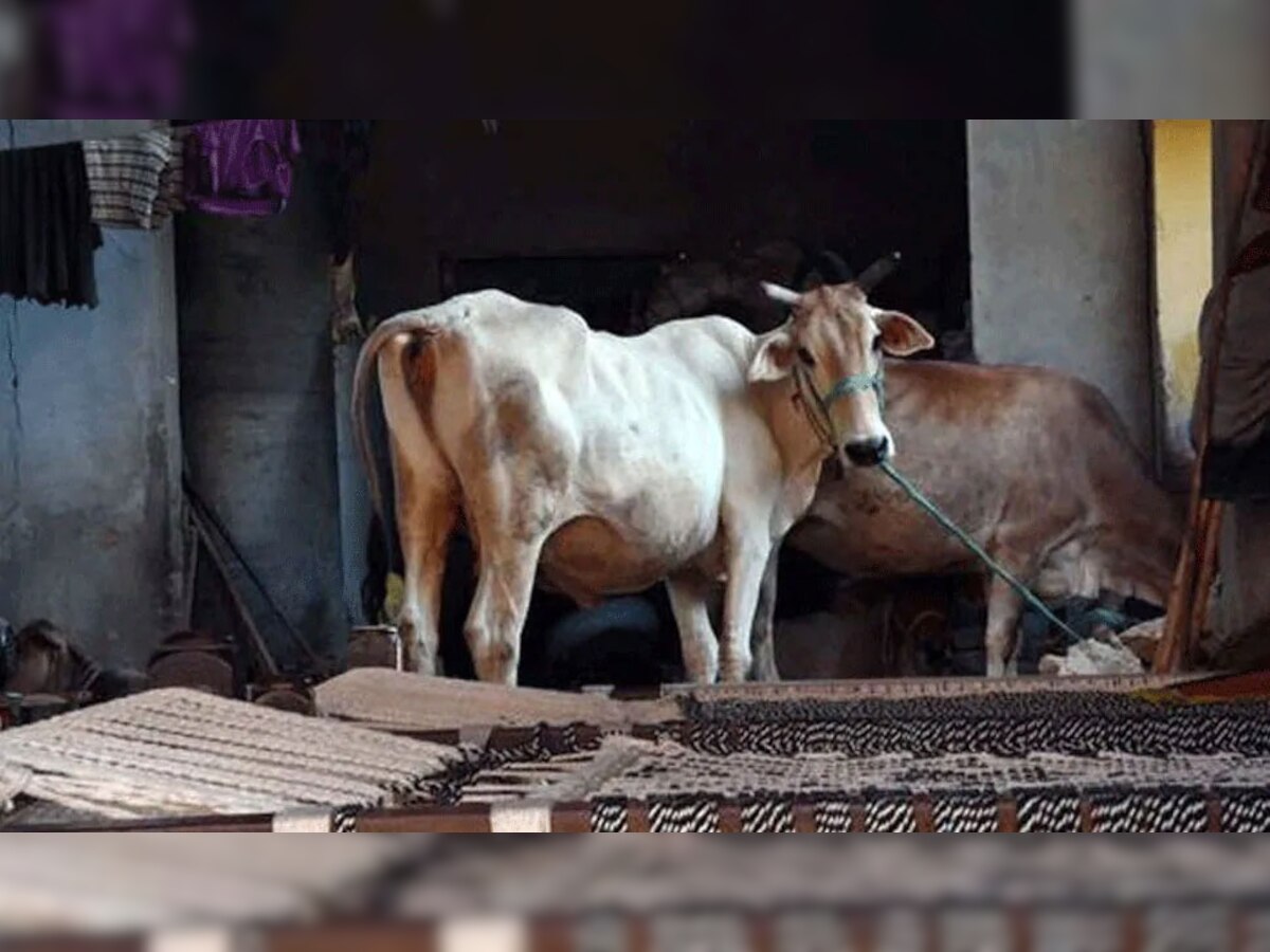 प्रतीकात्मक तस्वीर 