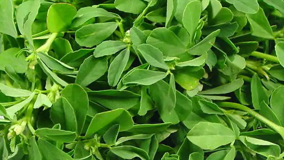मेथी की पत्तियां Fenugreek leaves