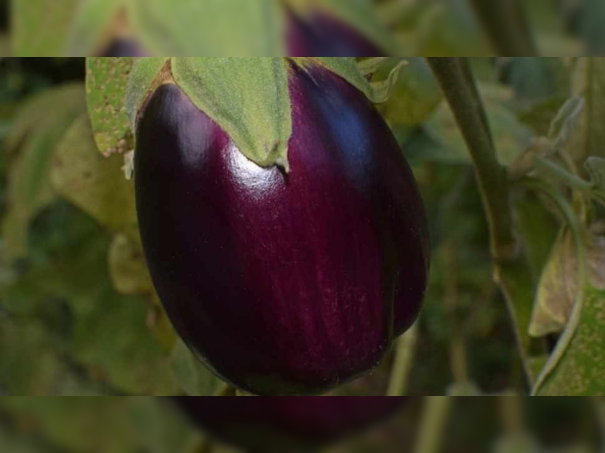 Drinking brinjal juice daily will reduce obesity along with these