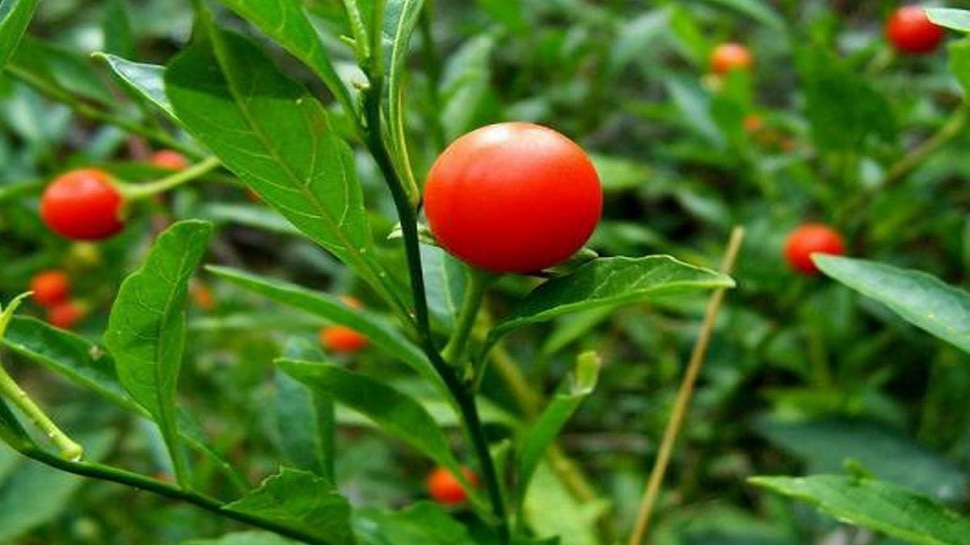 अश्वगंधा ashwagandha plant