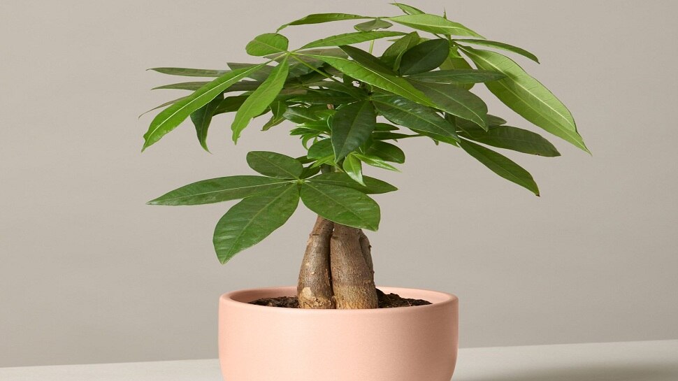 मनी ट्री money tree
