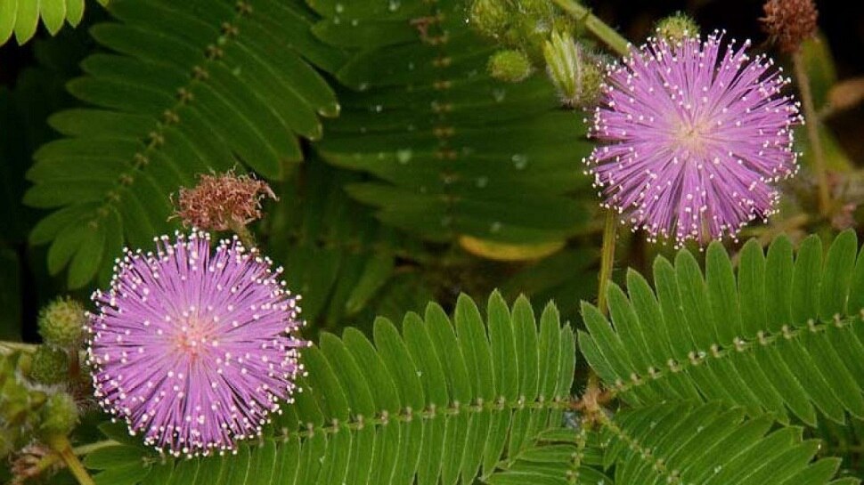 शमी का पेड़ shami tree