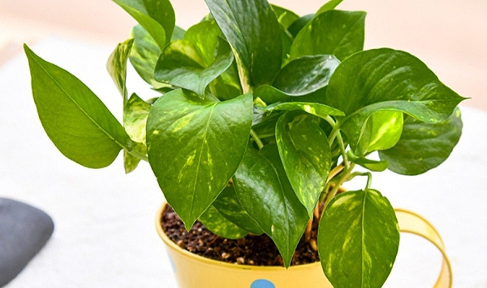 मनी प्लांट money plant