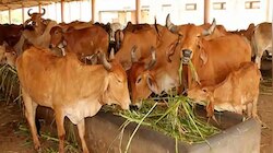 गौ भक्ति पर BJP-कांग्रेस में श्रेय की होड़, खुद को बता रहे सच्चे गौ भक्त