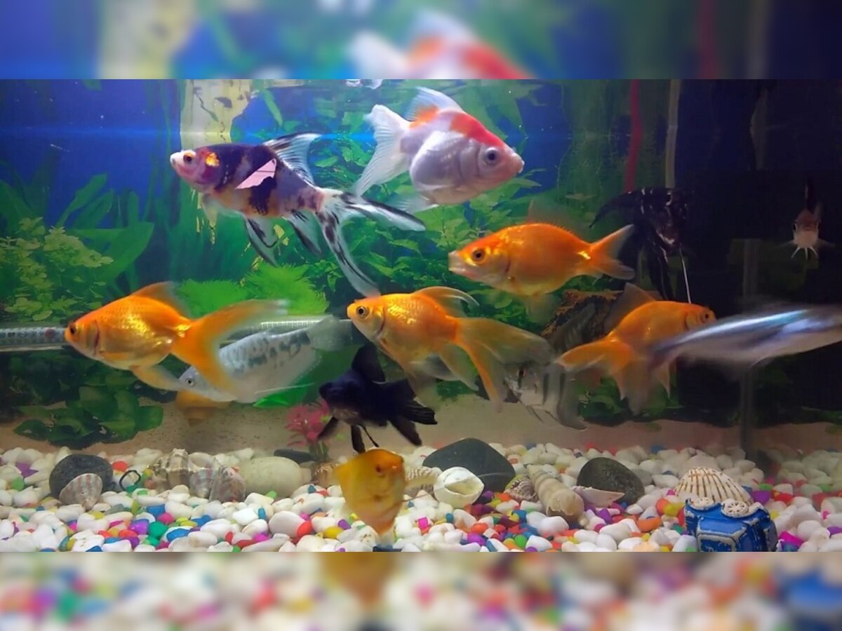 Fish Aquarium Vastu Tips