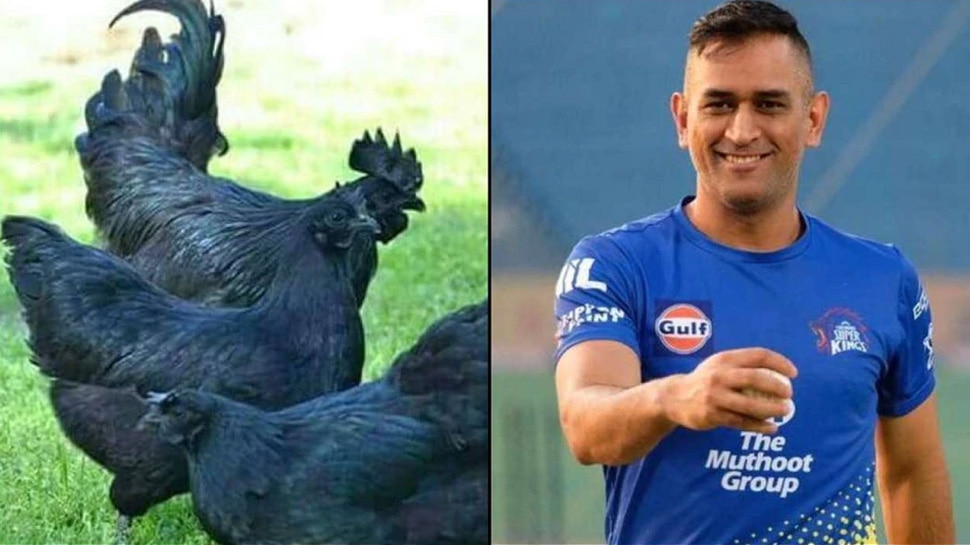 कड़कनाथ भी बेचेंगे धोनी MS Dhoni Kadaknath Chicken
