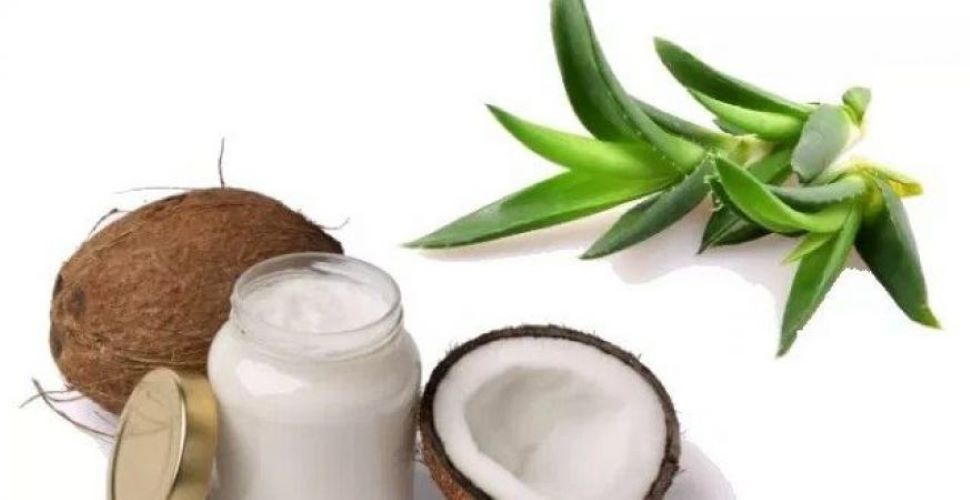 एलोवेरा जेल और नारियल का तेल Aloe vera gel and coconut oil