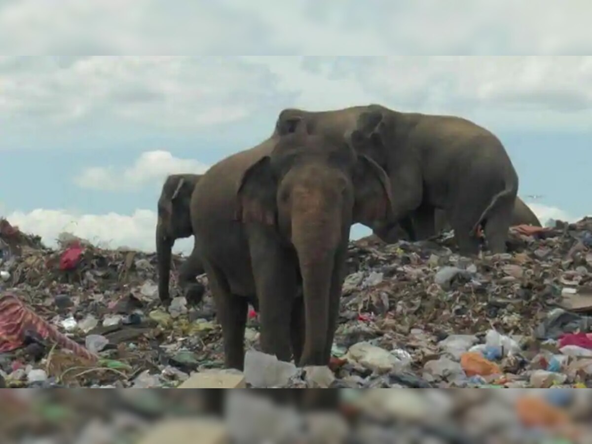 श्रीलंका: भूखे हाथियों और इंसानों के बीच झगड़े को रोकने के लिए खोदी जा रही खाई