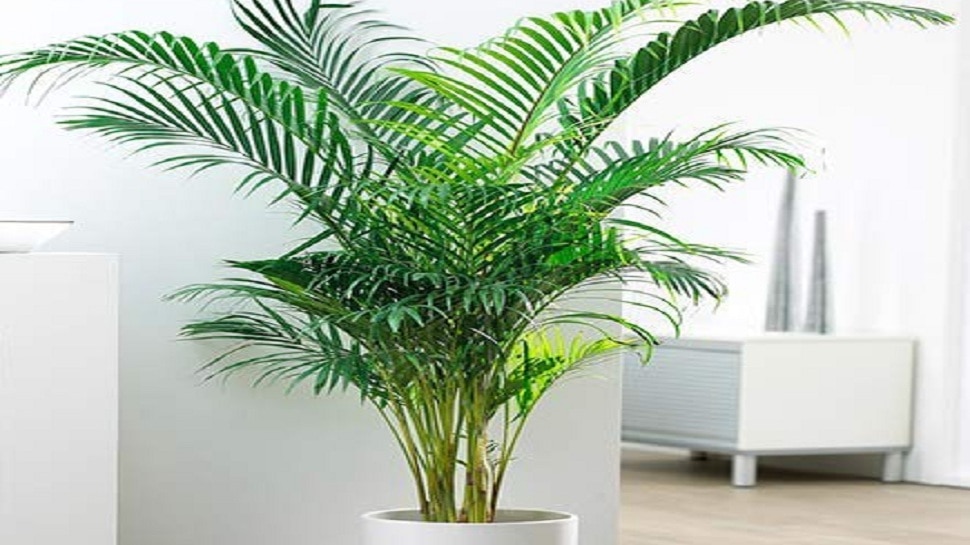 according to vastu these plants are considered inauspicious at home | Vastu  Tips: घर में भूल से भी न लगाएं ये 5 पेड़-पौधे, मुसीबतों का टूट पड़ता है  पहाड़ | Hindi News,