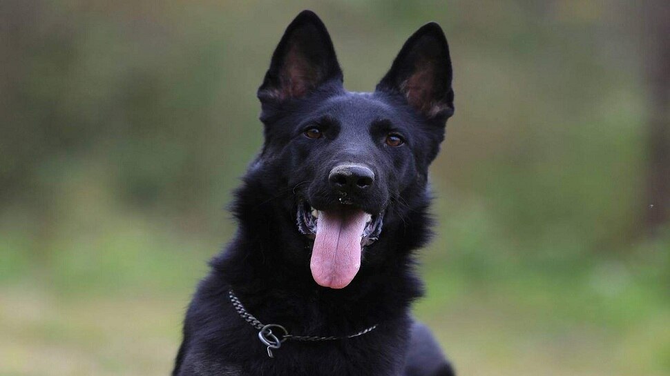 काले कुत्ते का रखें ध्यान Take Care of Black Dog