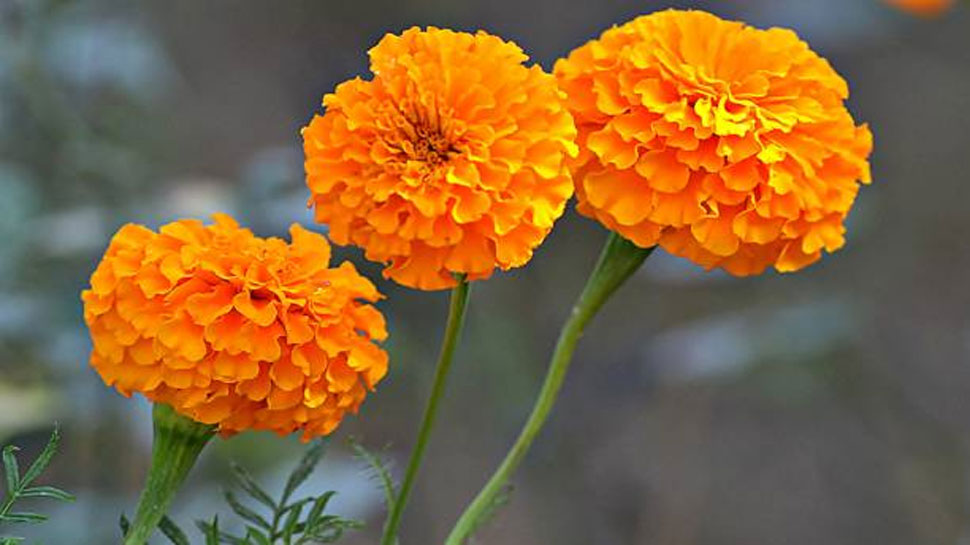 Marigold helps in curing skin infections and dermatitis