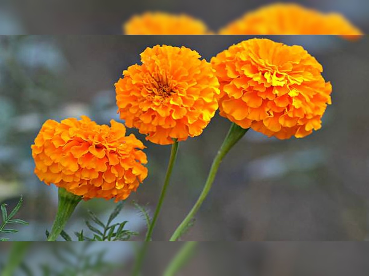 Health Benefits Of Marigold Flower For Skin Know How To Use In Zee 