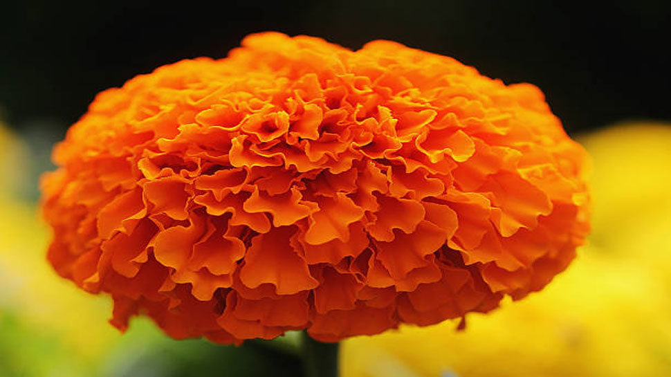 Marigold helps to hydrate the skin