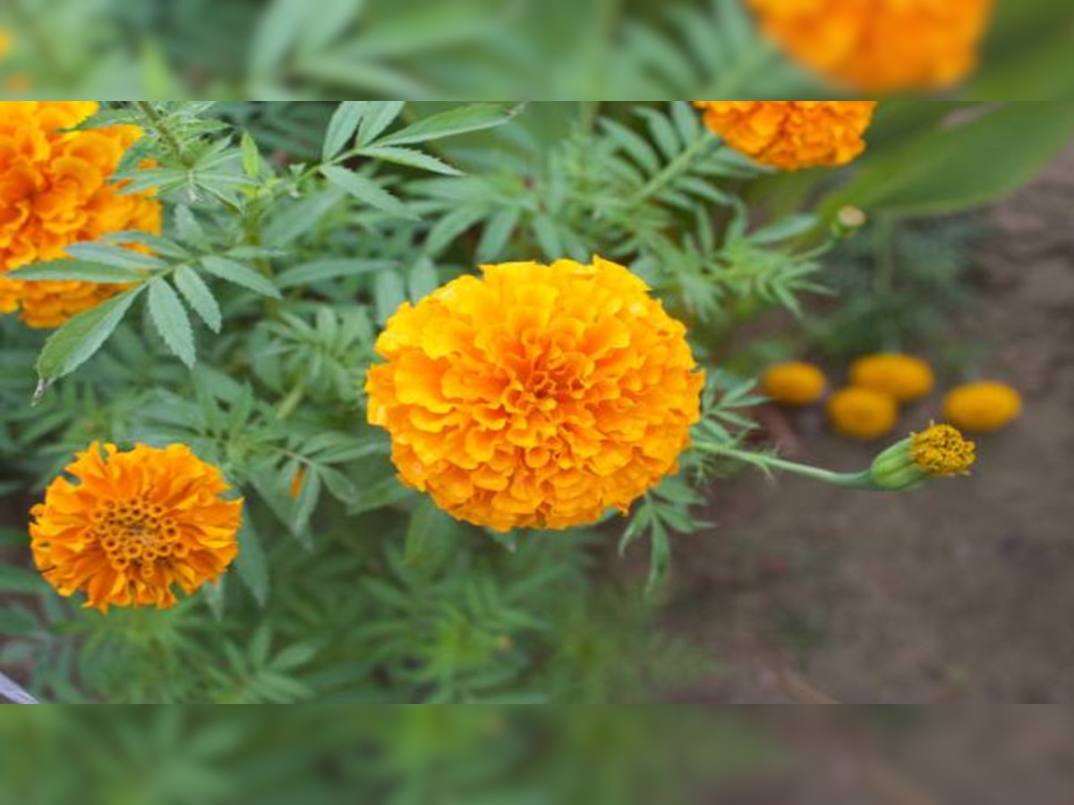 Health Benefits of Marigold flower for skin know how to use in ZEE
