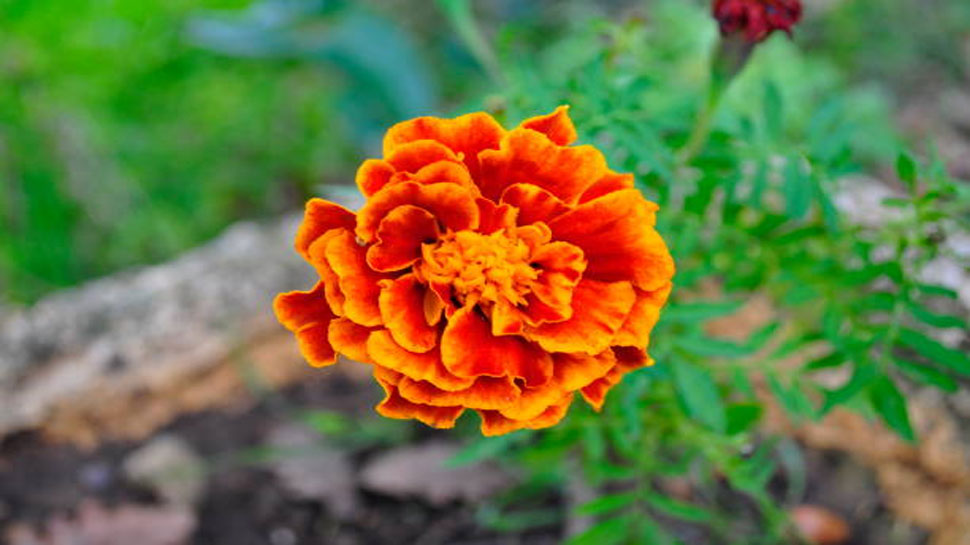 Marigold flower has anti bacterial properties which reduces pimples on the face