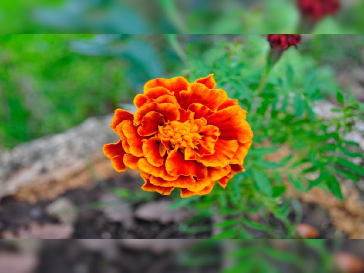 Health Benefits of Marigold flower for skin know how to use in ZEE