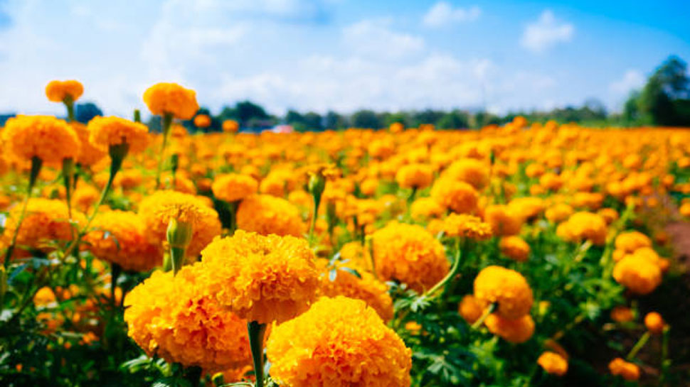 Marigold flower is beneficial in get rid of ear pain