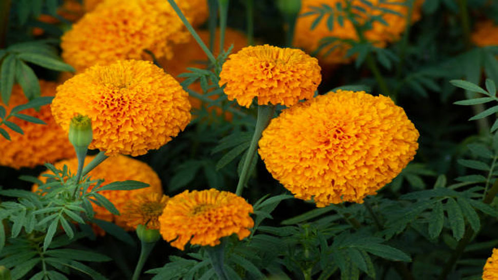 Ulcers and wounds are cured by drinking Marigold tea